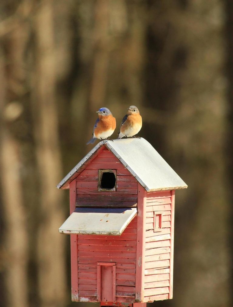Voederhuisje op paal geplaatst in tuin met vogels die komen eten bij een praktische voederoplossing